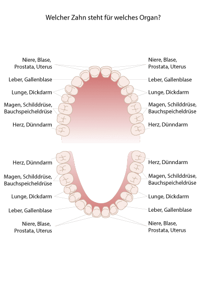 Welches Organ zu welche Zähne